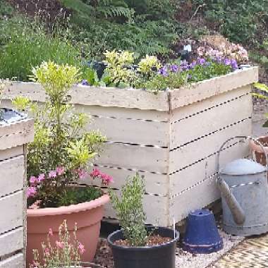 Hannah's garden