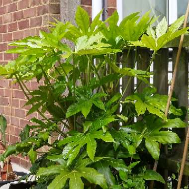 Japanese Aralia