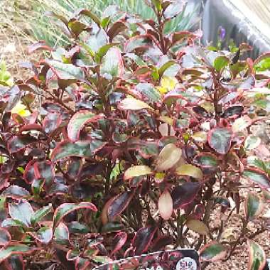 Looking Glass Plant 'Tequila Sunrise'