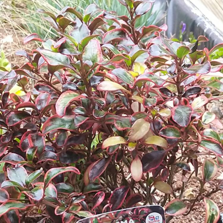 Plant image Coprosma repens 'Tequila Sunrise'