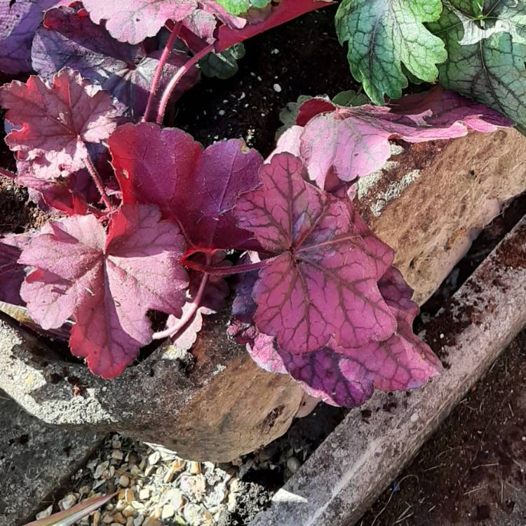 plant image 1534935