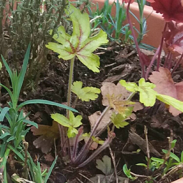 Plant image x Heucherella 'Alabama Sunrise'