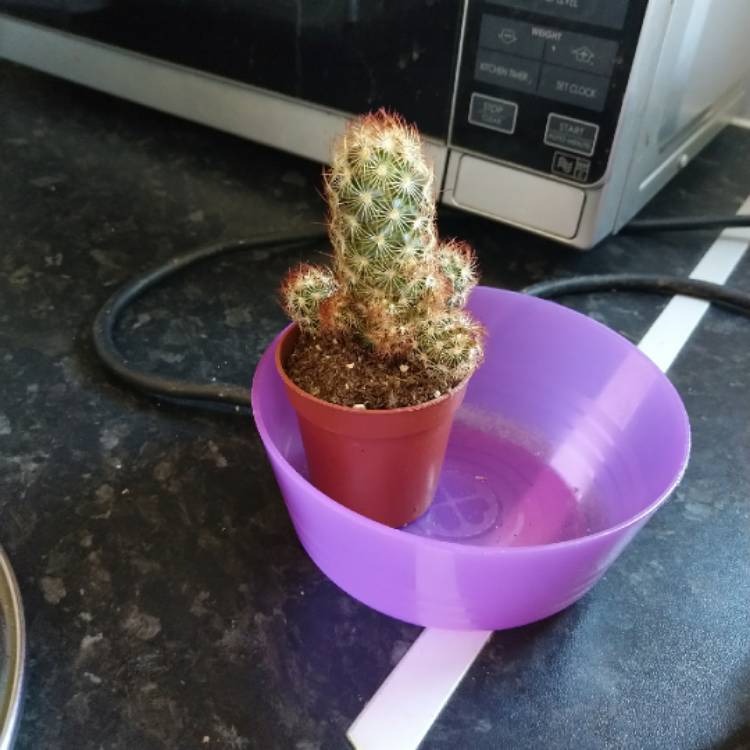 Plant image Mammillaria elongata 'Copper King'