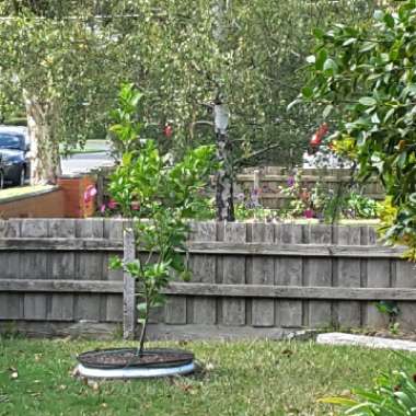 Ros's garden