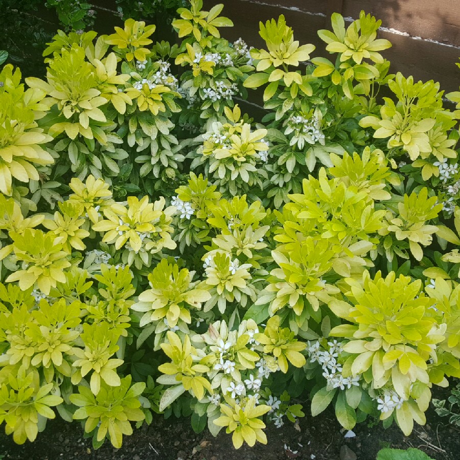Golden Mexican Orange Blossom 'Sundance'