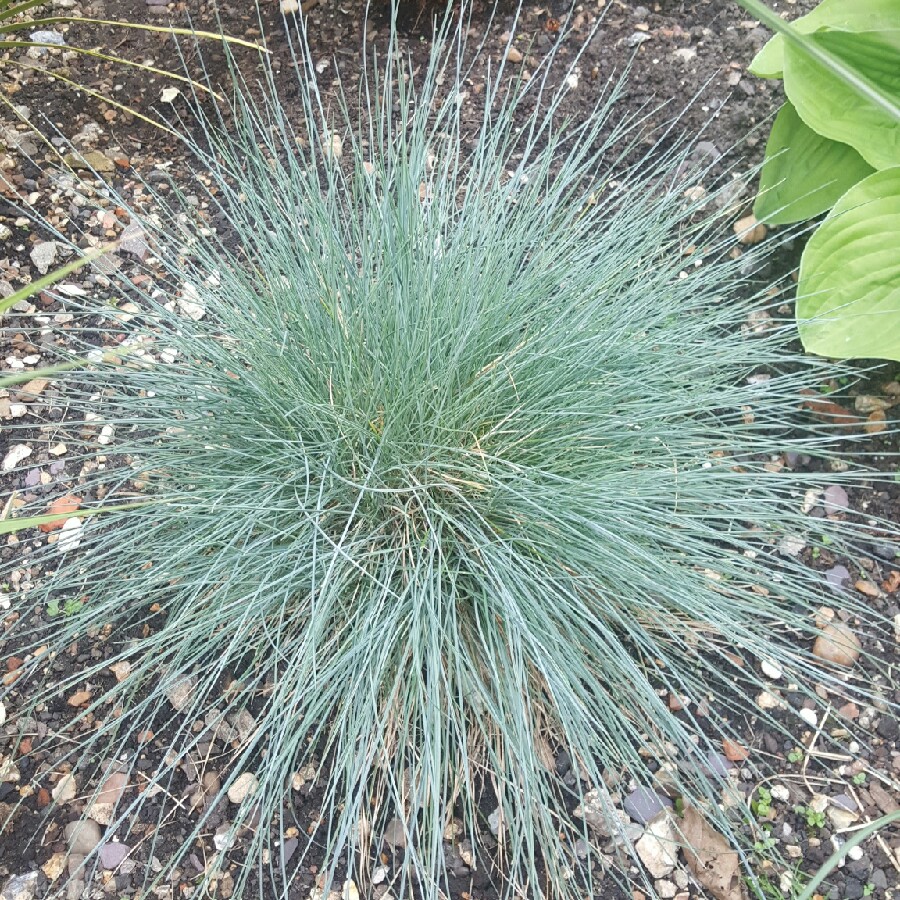 Blue Fescue