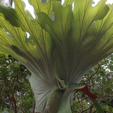 Platycerium superbum 'grande'