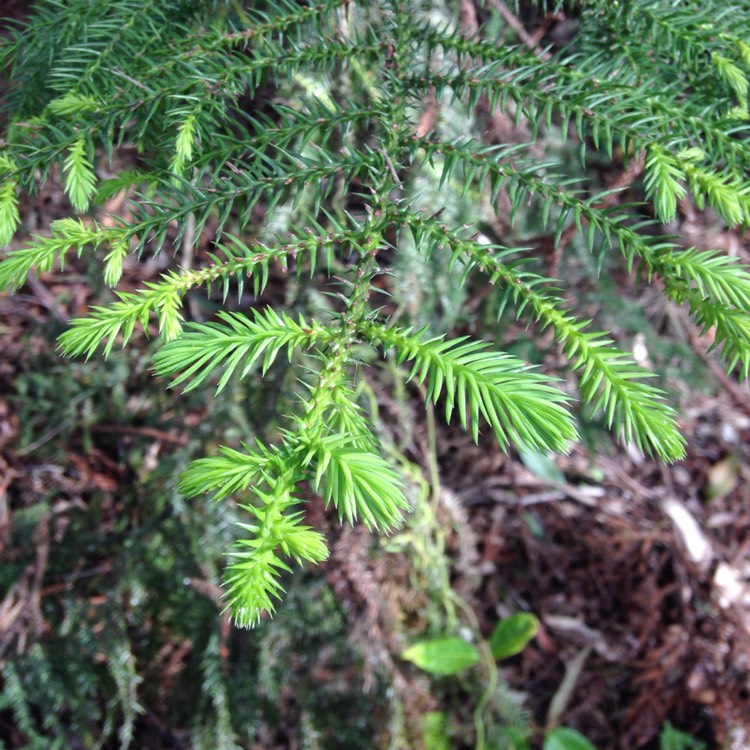 Plant image Araucaria cunninghamii