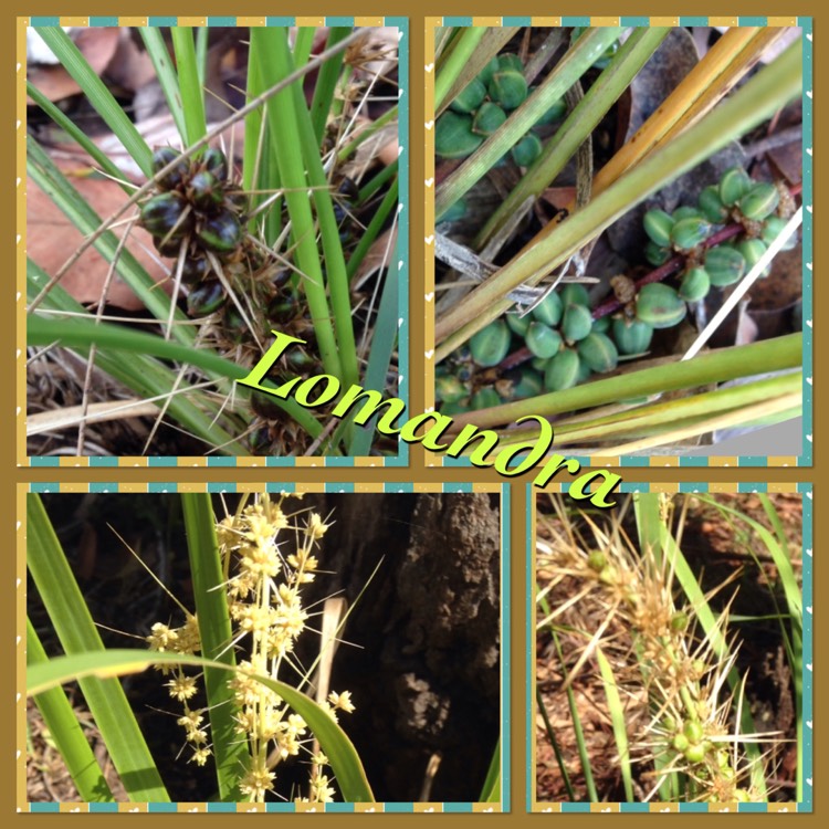 plant image 277098
