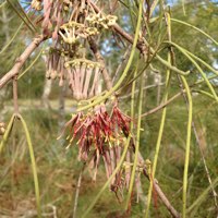 Actinidia kolomikta syn. Actinidia maloides