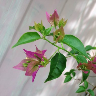 Bougainvillea