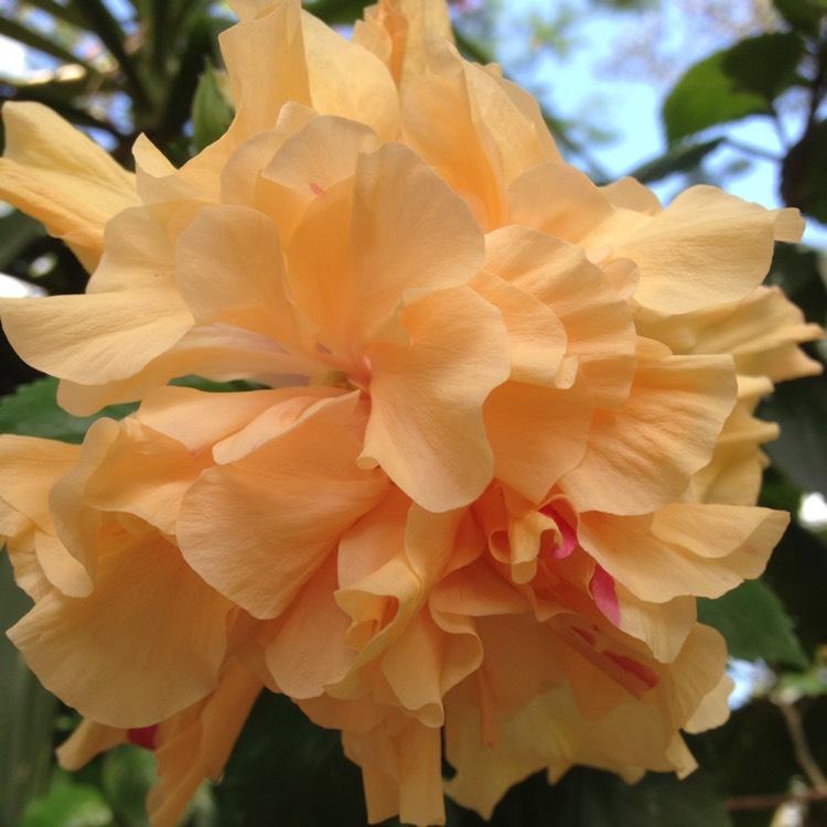 Plant image Hibiscus rosa-sinensis 'Mrs Andreasen'