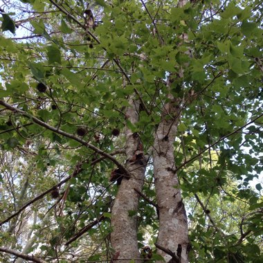 Liquidambar styraciflua