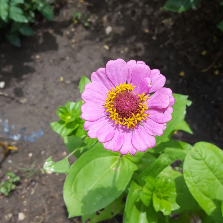 plant image 129399