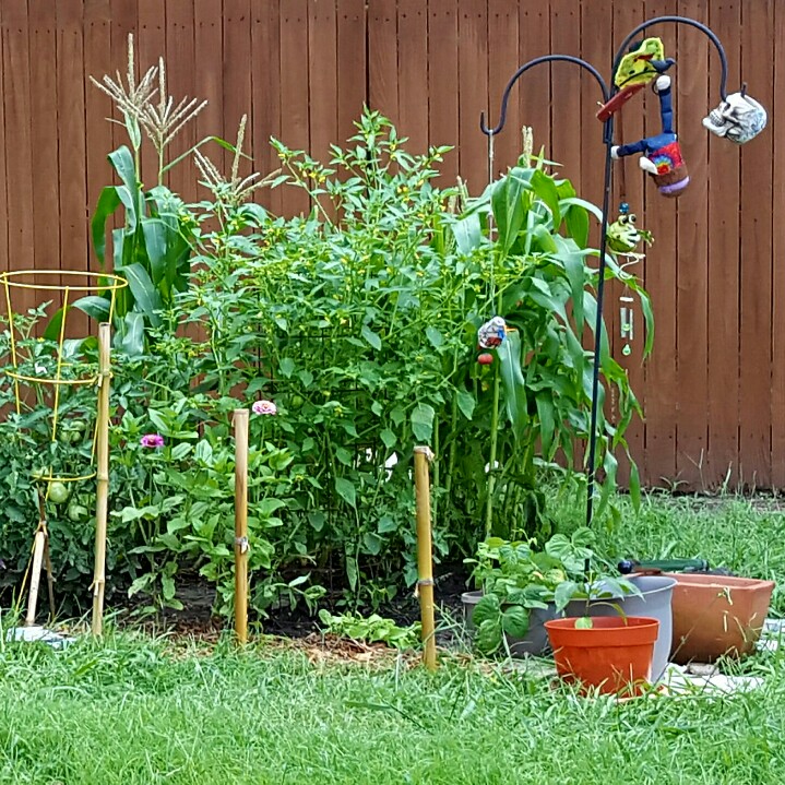ROXANNE 's garden