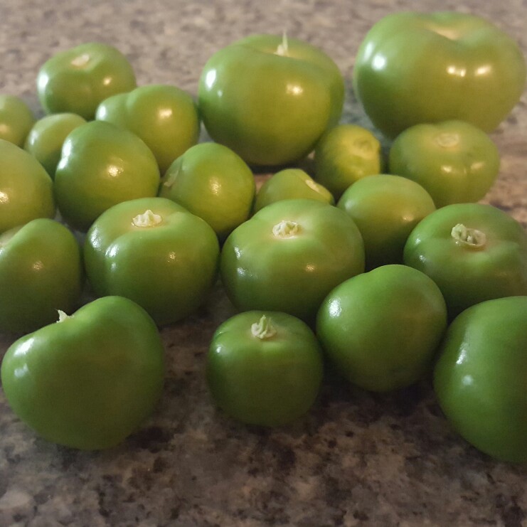Purple tomatillo