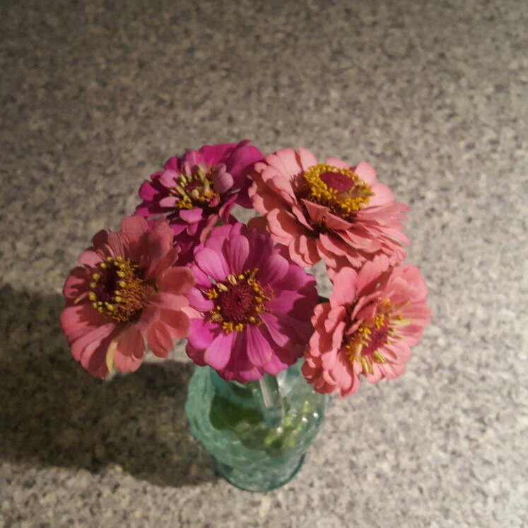 ROXANNE 's garden