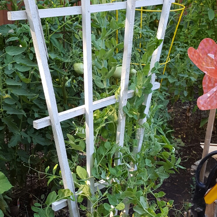 ROXANNE 's garden