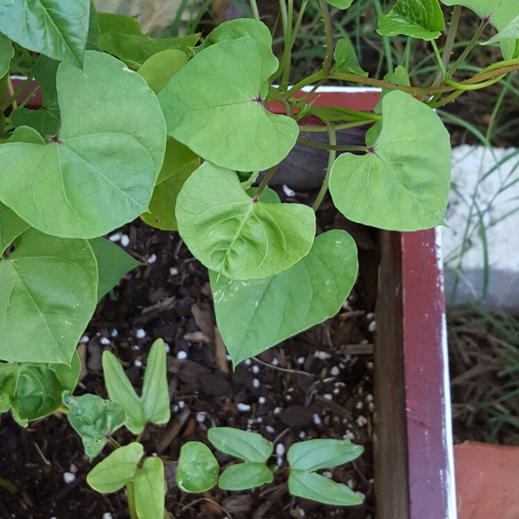 plant image 166269