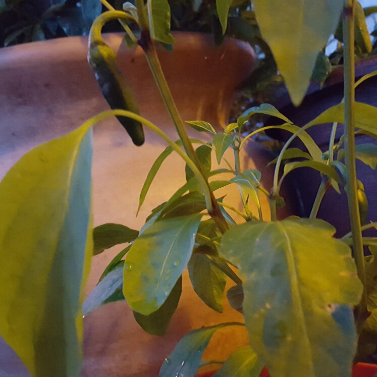 Chilli Pepper 'Jalapeno'