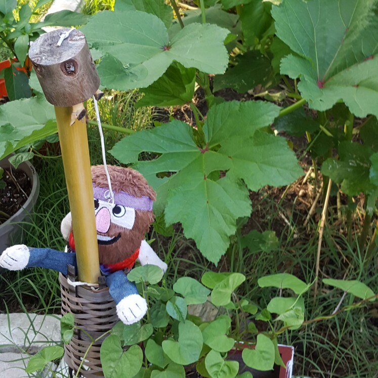 ROXANNE 's garden