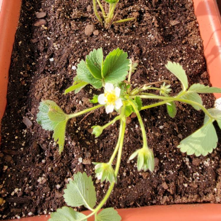 Plant image Fragaria x ananassa 'Albion'