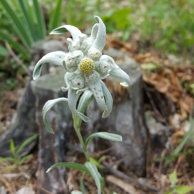 Plant image Leontopodium alpinum