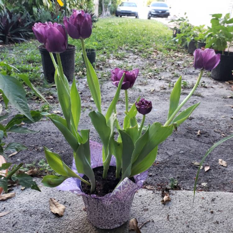 Plant image Tulipa 'Purple Flag'