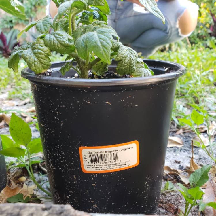 Plant image Solanum Lycopersicum var. cerasiforme 'Minibel'