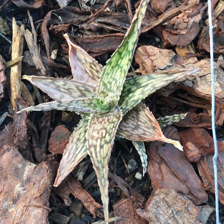 Plant image Aloe 'Bright Star'