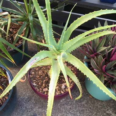 Aloe