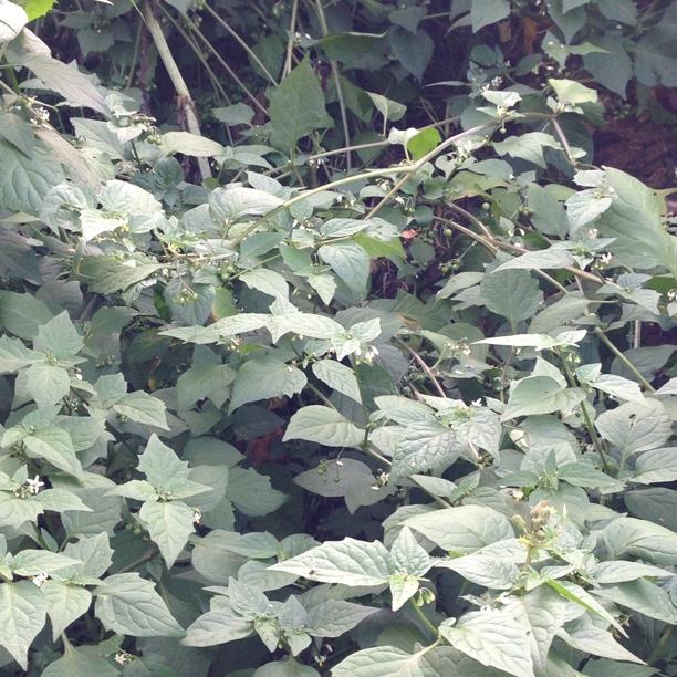 Plant image Atropa belladonna
