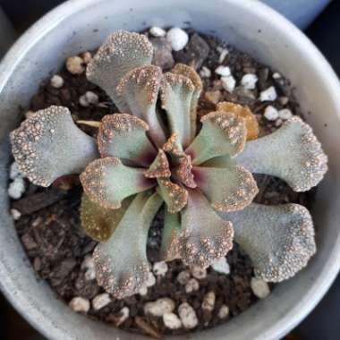 Titanopsis Calcarea (Living Jewel)