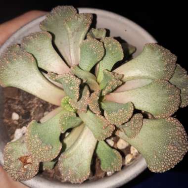 Titanopsis Calcarea (Living Jewel)