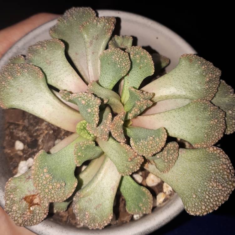 Plant image Titanopsis Calcarea (Living Jewel)