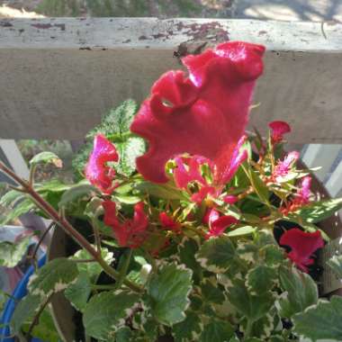 Cockscomb 'Glow Red'