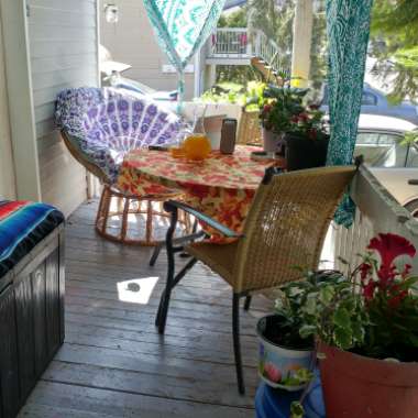 Roxanne's garden