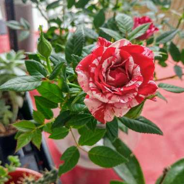 Rose (Miniature)