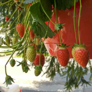 Strawberry