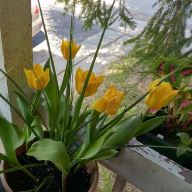 Tulip