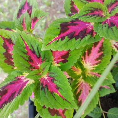 Coleus