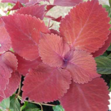 Coleus 'Burgundy Sun'