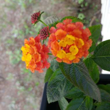 Big Sage 'Lucky™ Sunrise Rose'