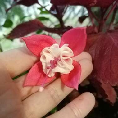 Fuchsia (Half-Hardy)