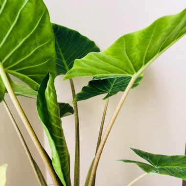 Elephant Ear (Alocasia)