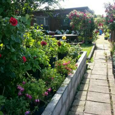 Roy's garden
