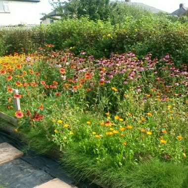 Roy's garden