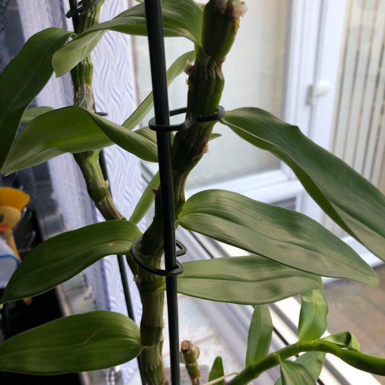 Plant image Dendrobium bigibbum var. phalaenopsis