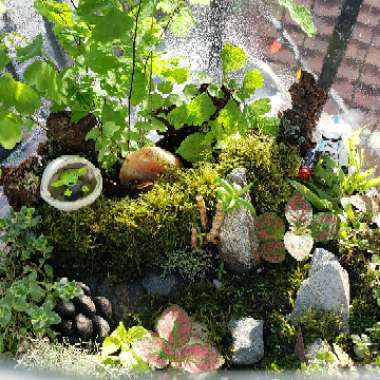 Black Maidenhair Fern