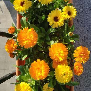 Calendula 'Orange Porcupine'